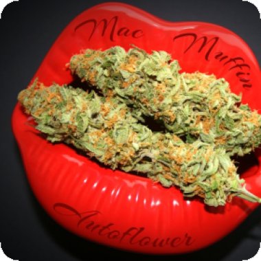 Mac Muffin Auto Feminised